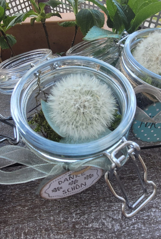 Pusteblume im Einmachglas