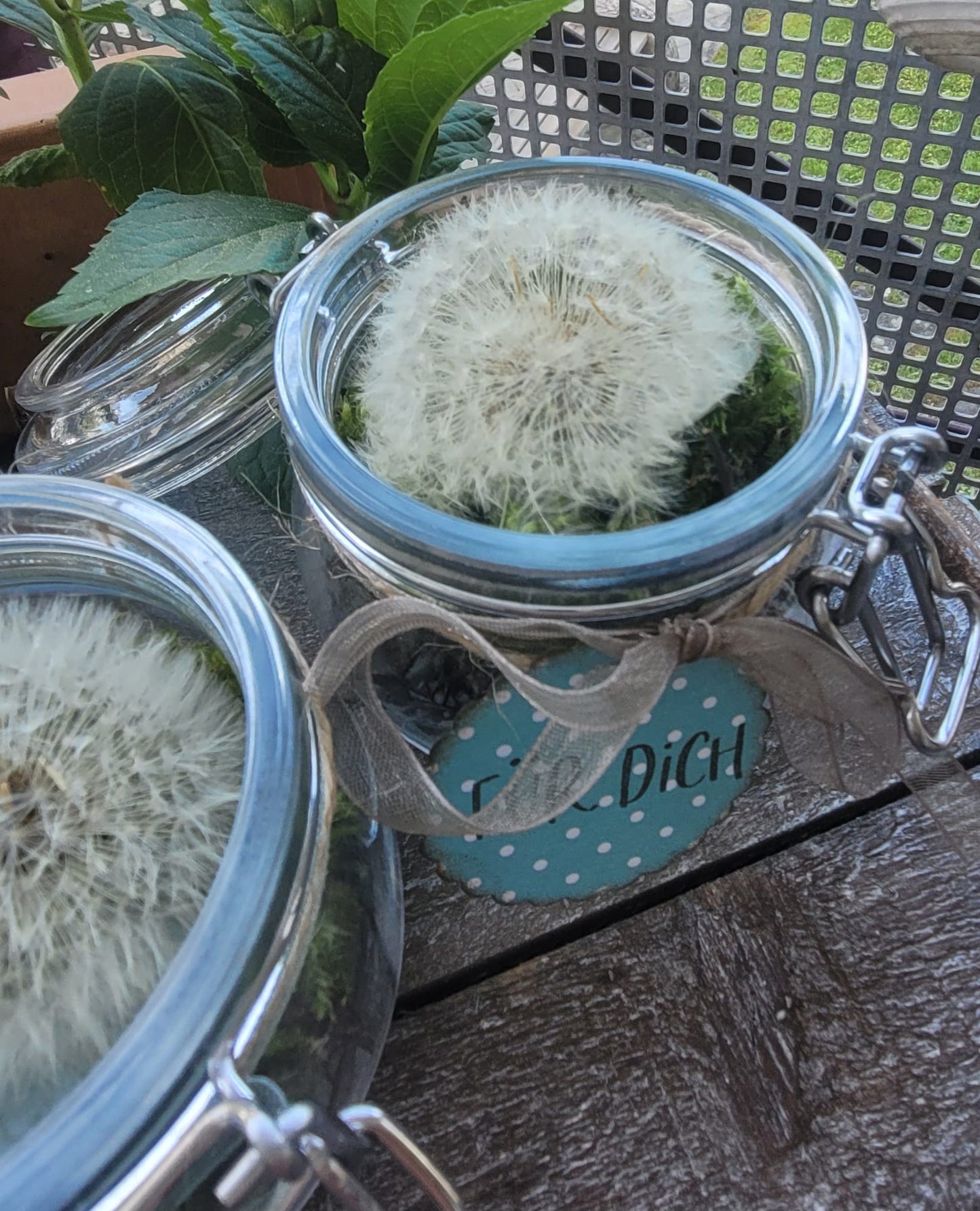 Pusteblume im Einmachglas
