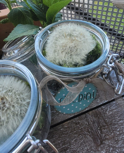 Pusteblume im Einmachglas